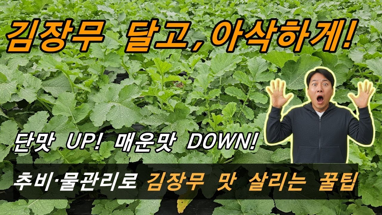 김장무우 재배법(김장무 달고 아삭하게 만드는 방법, 추비 물관리)
