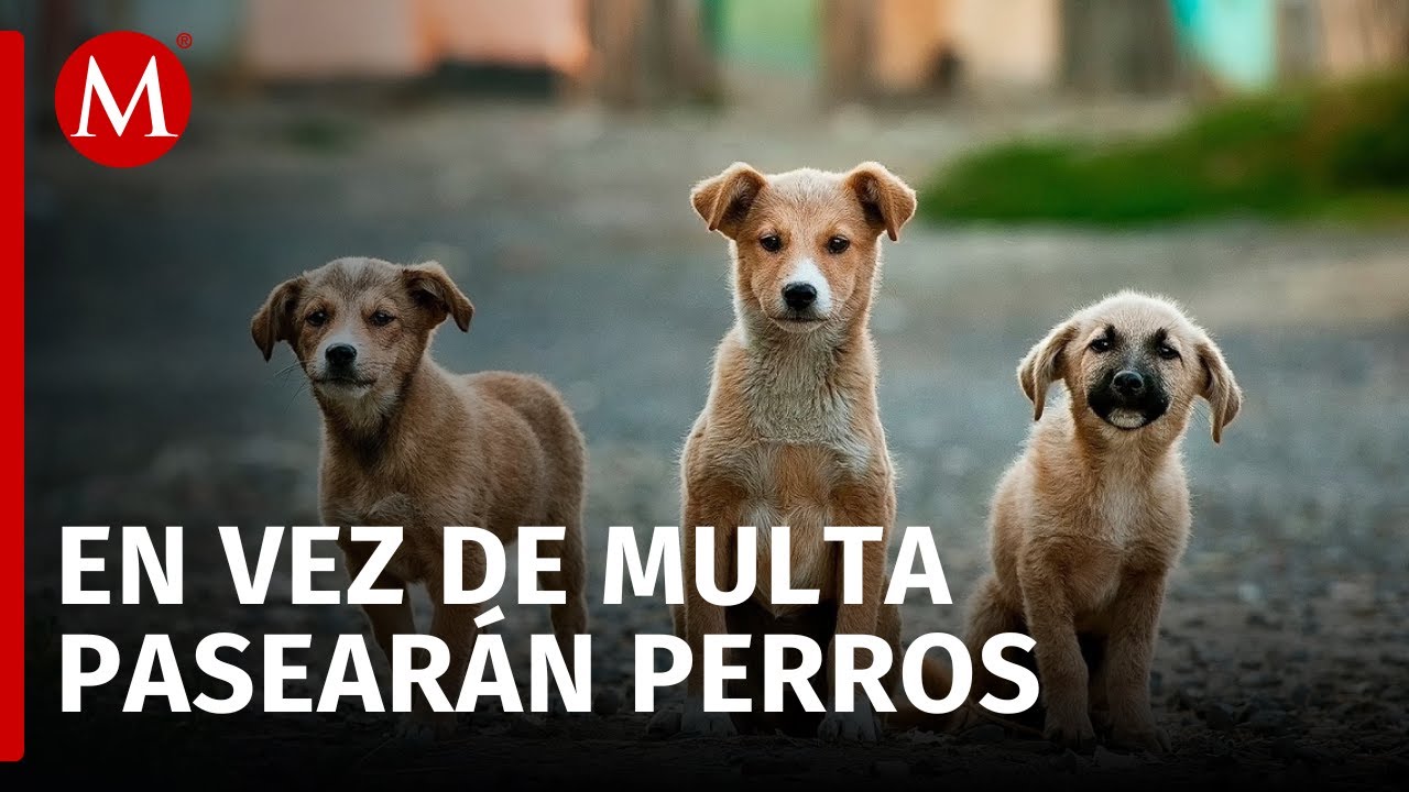 En CdMx, multas pueden ser cubiertas paseando perros rescatados del Metro