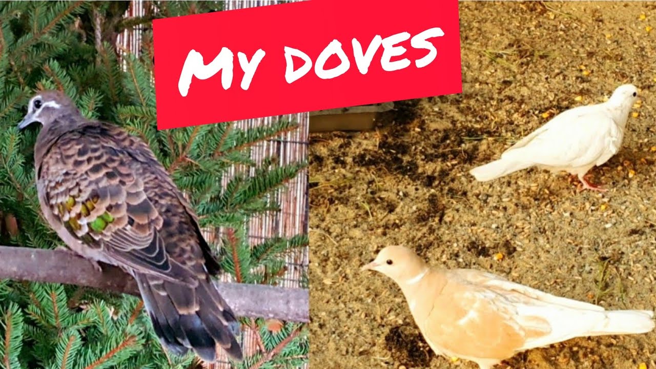 Turturele aripa de bronz, turturele razatoare- Doves in my aviary....