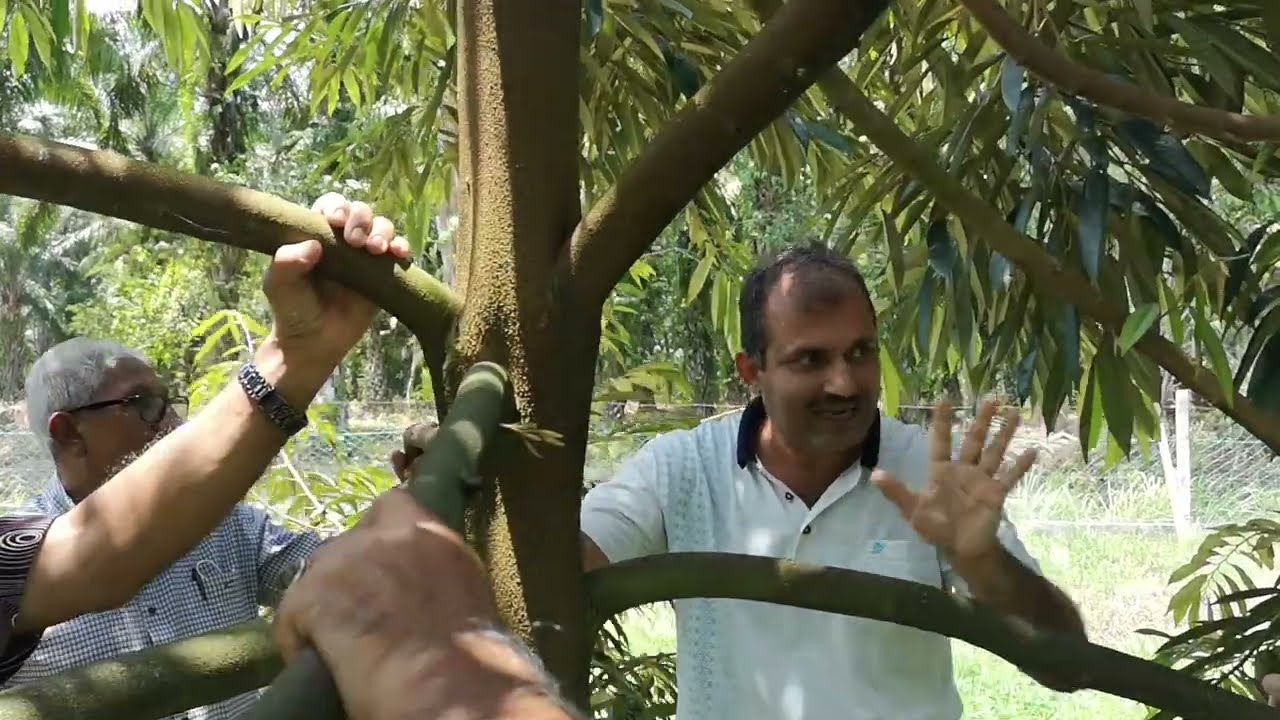 # 30  ALKISAH DAHAN V MENGANCAM PEMBESARAN POKOK DURIAN! YE KE!  IKUTI TIPS RAHSIA TANAMAN DURIAN.