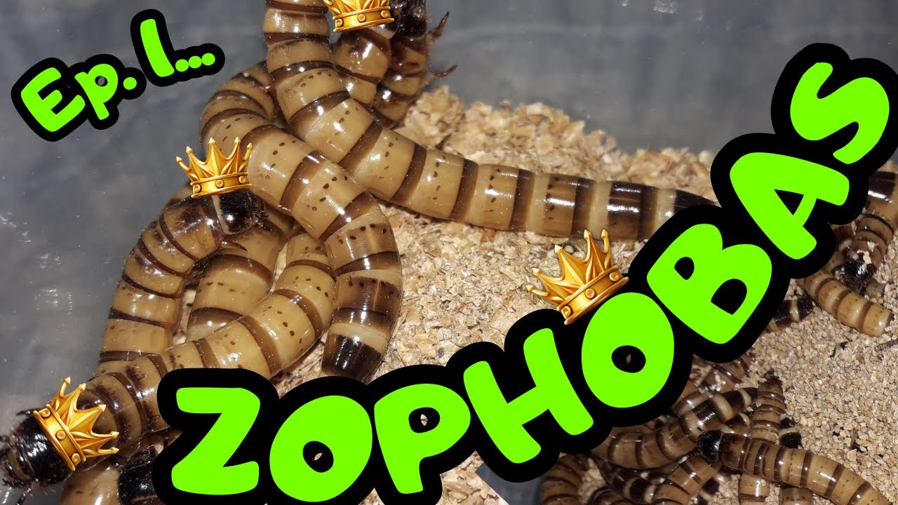 &iquest;C&oacute;mo criar Zophoba morio de manera efectiva? Introducci&oacute;n y Generalidades | Crianza de Zophobas Ep1