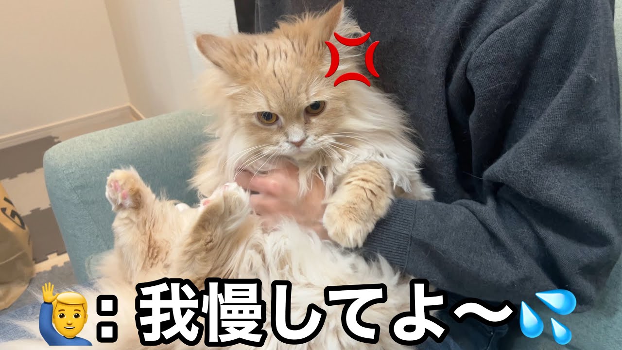足裏バリカン中に猫が凶暴化。苦戦するパパを助けてくれたのは…