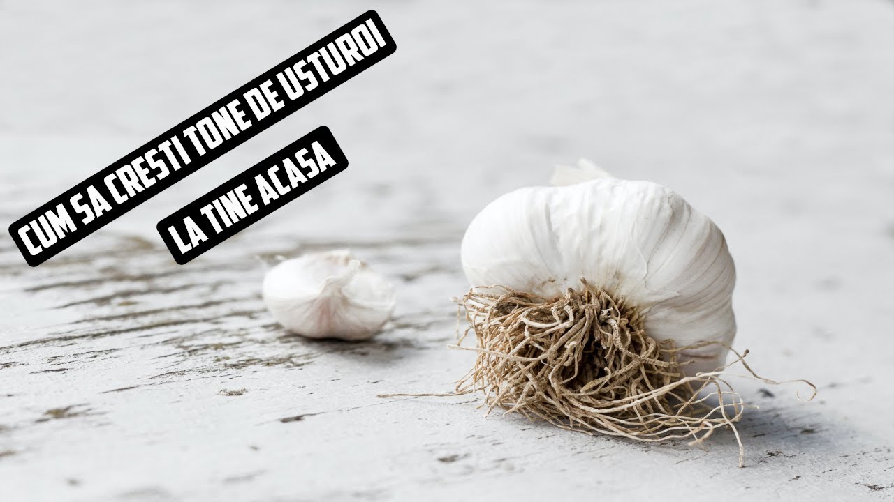 Cum să crești TONE de USTUROI | Ghid complet de la semănat la recoltat