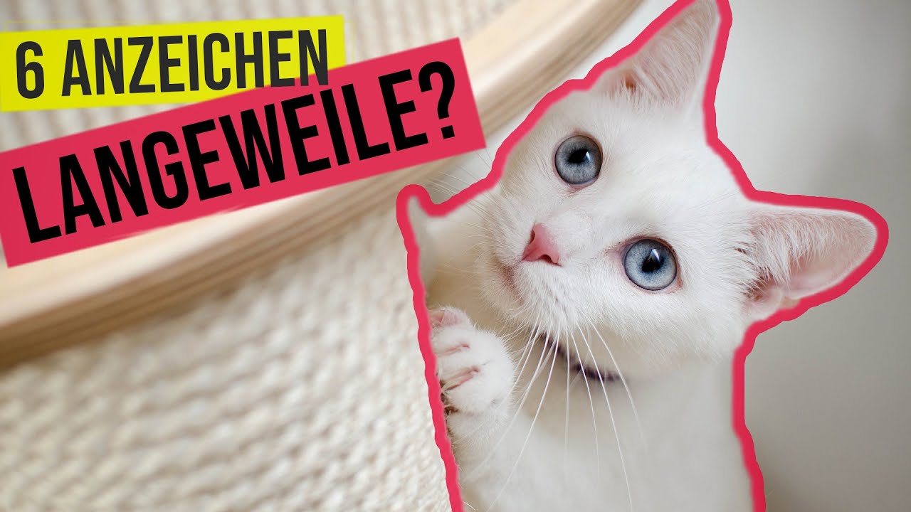 ist deine Katze gelangweilt? // Langeweile bei Wohnungskatze? // 5 Anzeichen & Tipps dagegen