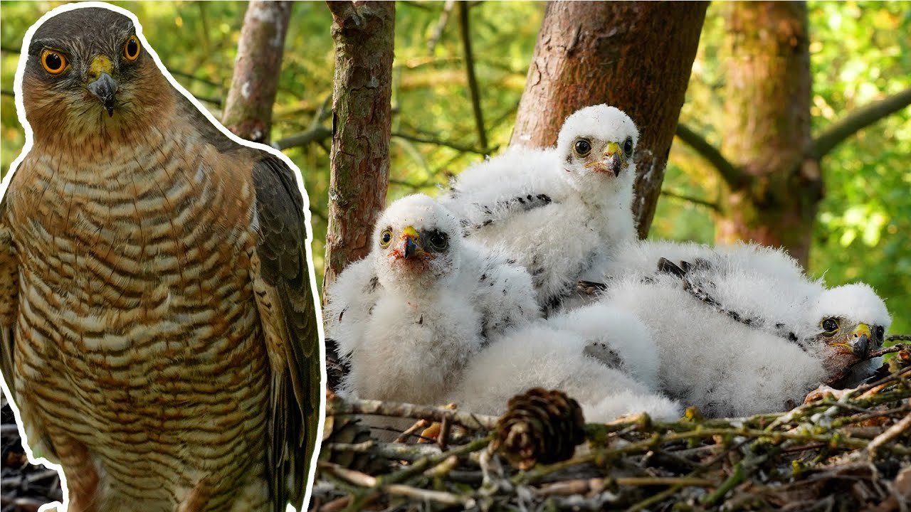 Sparrowhawk Chicks Grow 1st Flight Feathers  | Discover Wildlife | 4K | Robert E Fuller