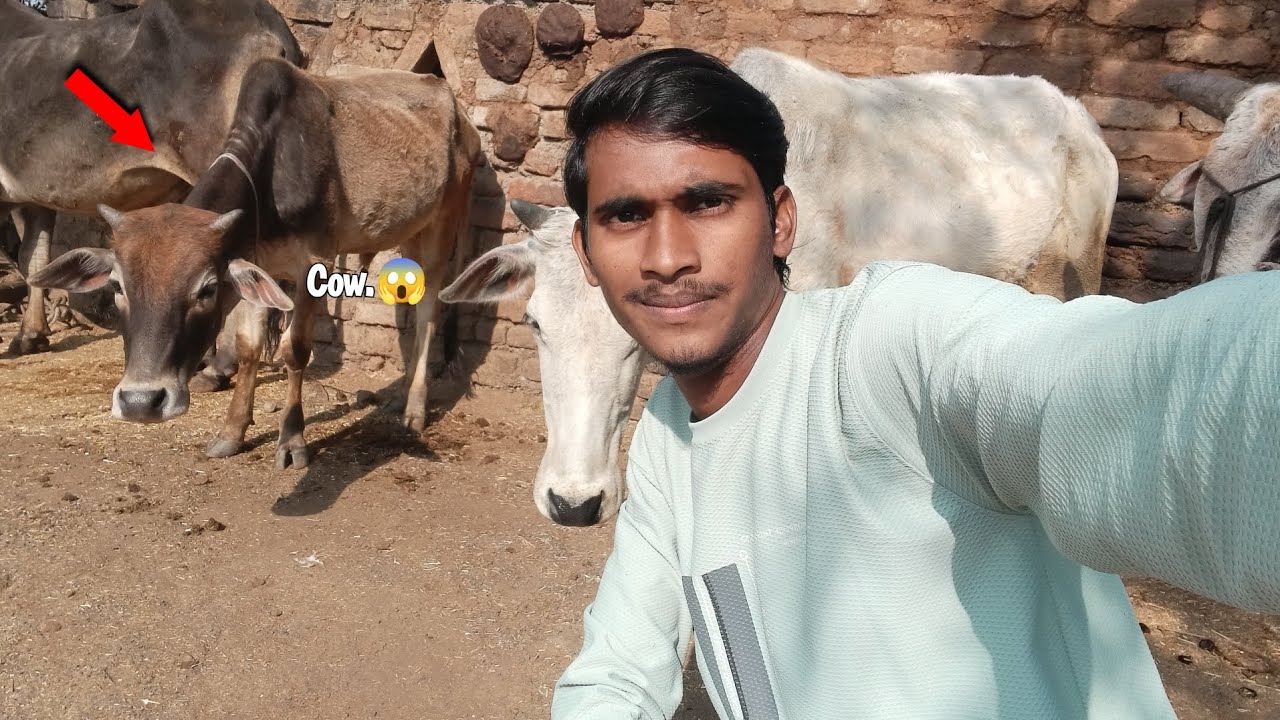 Pyari Gaon🐮aur Unki Pareshaniyan | Mr Ankesh Bamaniya Vlogs (Informative)