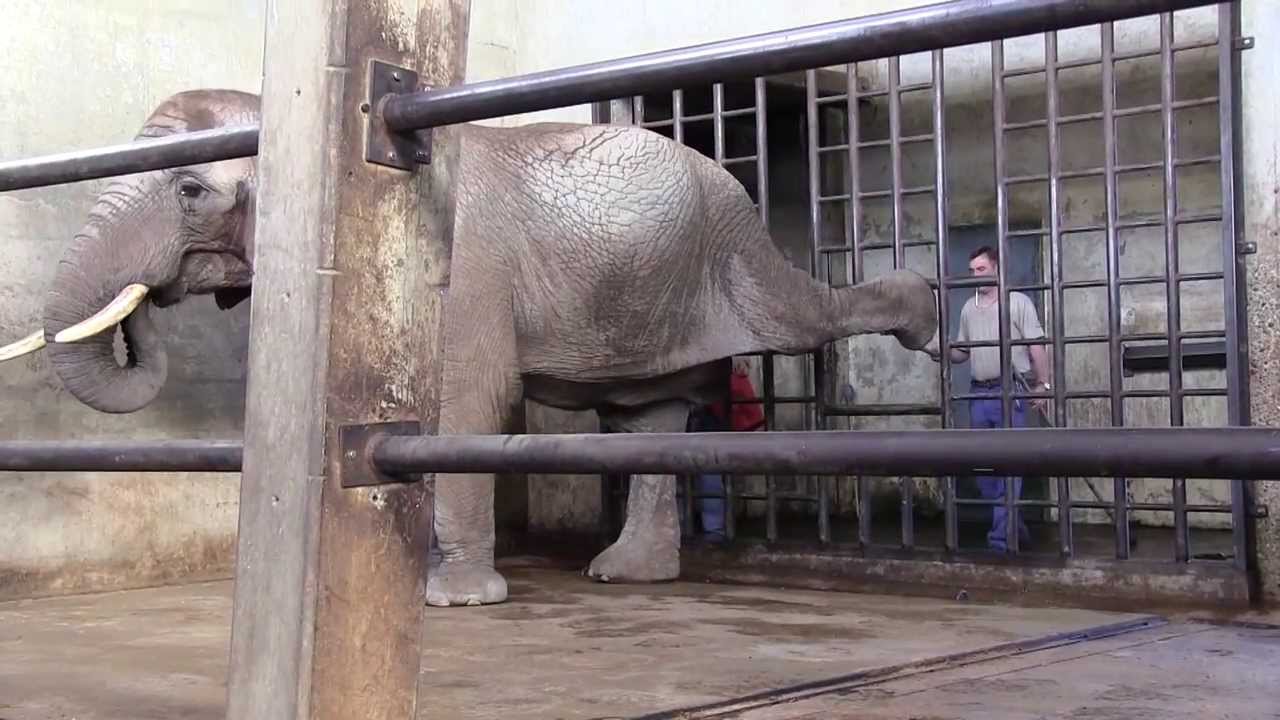 Elefantendame Heri freut sich auf den Arztbesuch