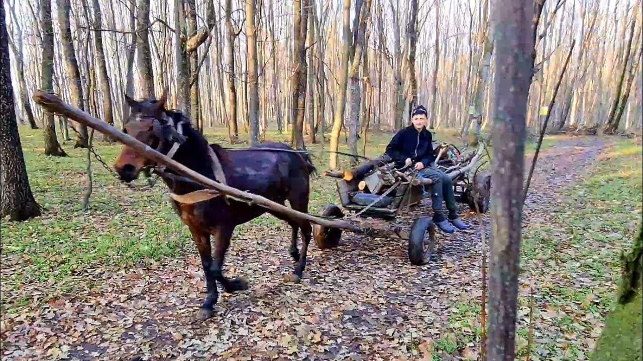 Am fost cu Nuțu sa aducem lemne pentru casuta din padure !