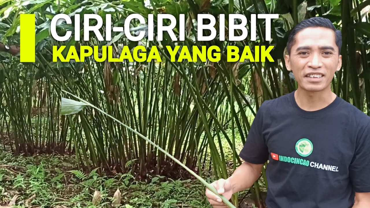 CARA MUDAH MENGENALI CIRI-CIRI BIBIT KAPULAGA YANG BAIK