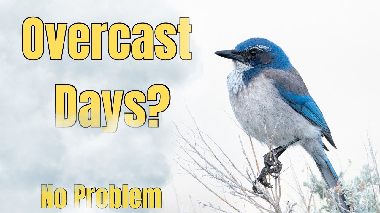 BIRD PHOTOGRAPHY IN OVERCAST LIGHT (How to Capture Stunning Shots Every Time)