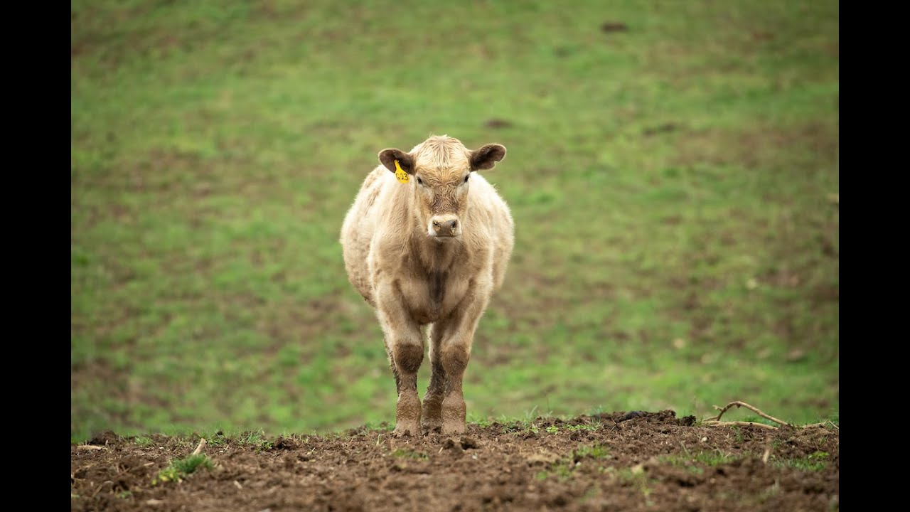 Bovine Viral Diarrhea (BVD) Virus
