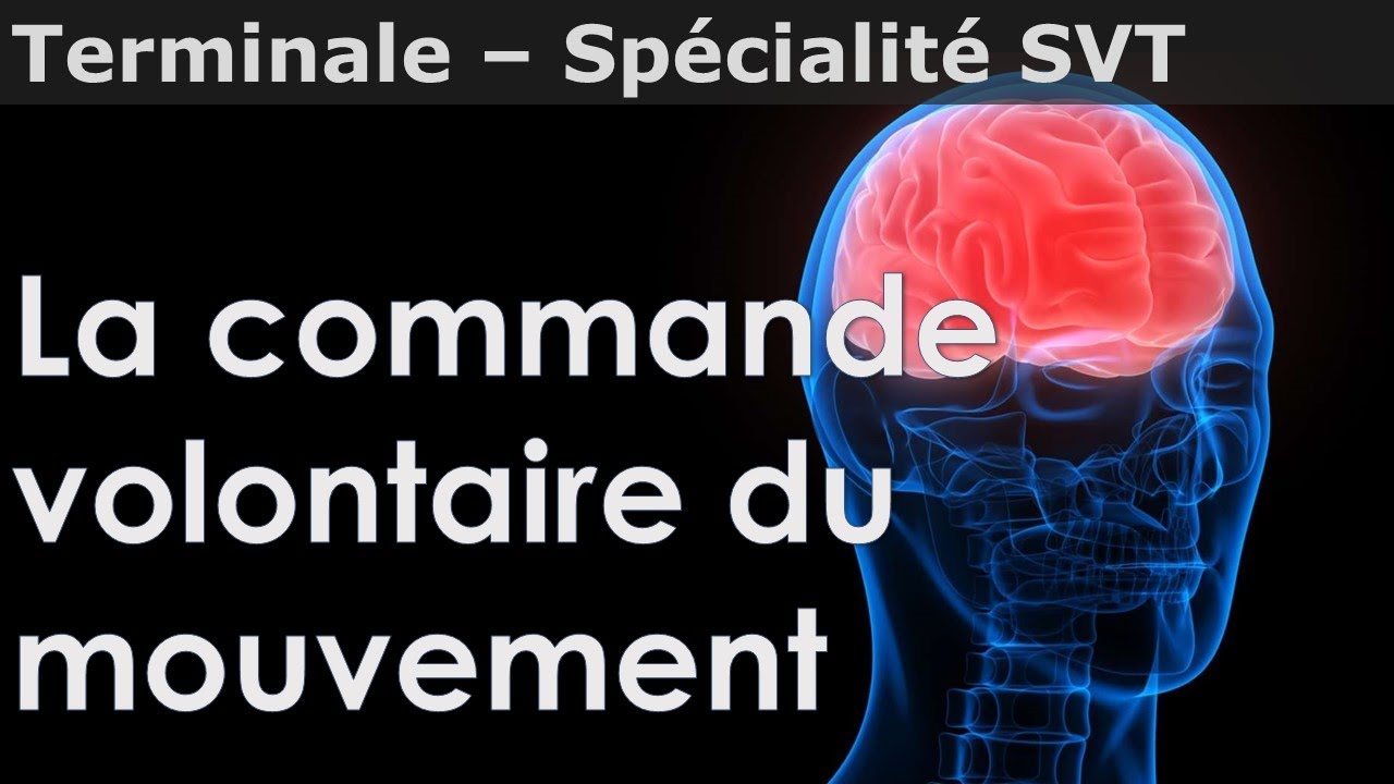 Commande volontaire du mouvement - SVT - Terminale