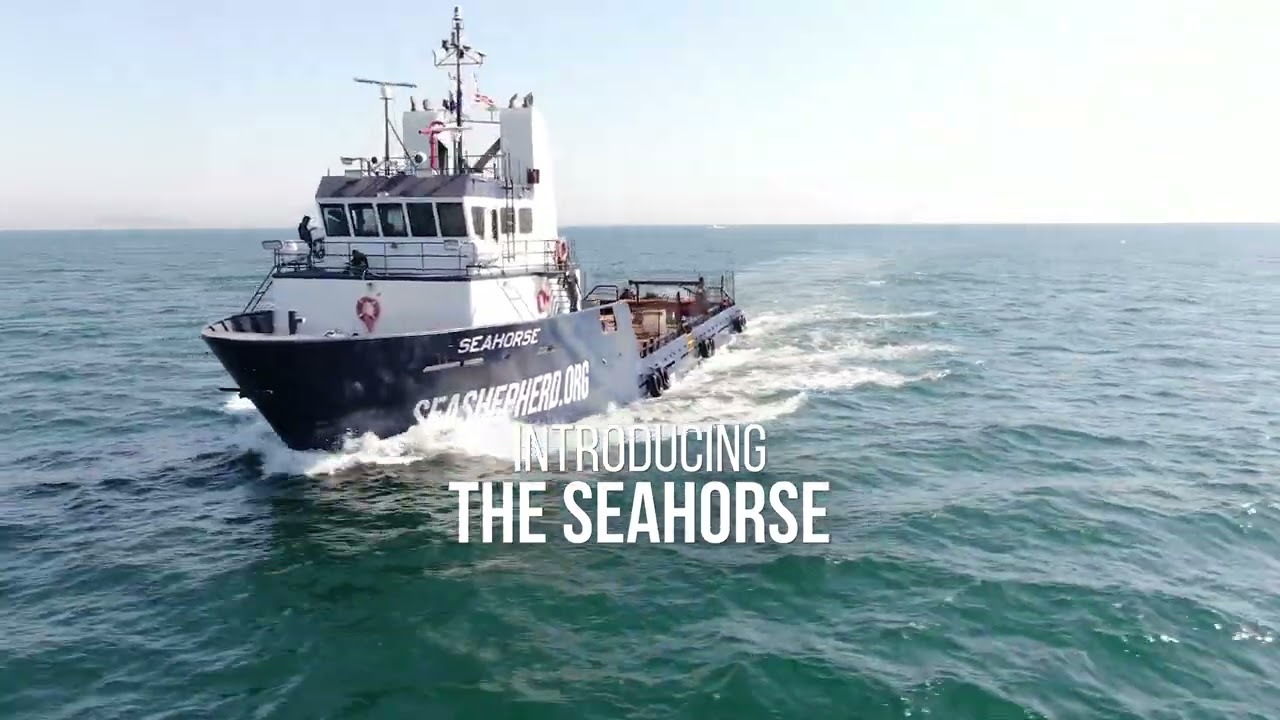 The Seahorse Has Arrived in Operation Milagro