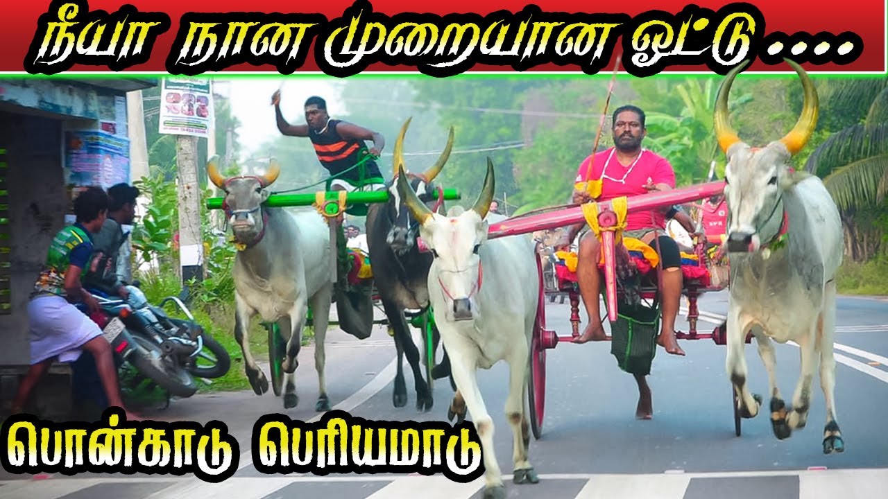 பெரியமாடு பொன்காடு  பந்தயம் 03/01/2026 ponkadu periyamadu  