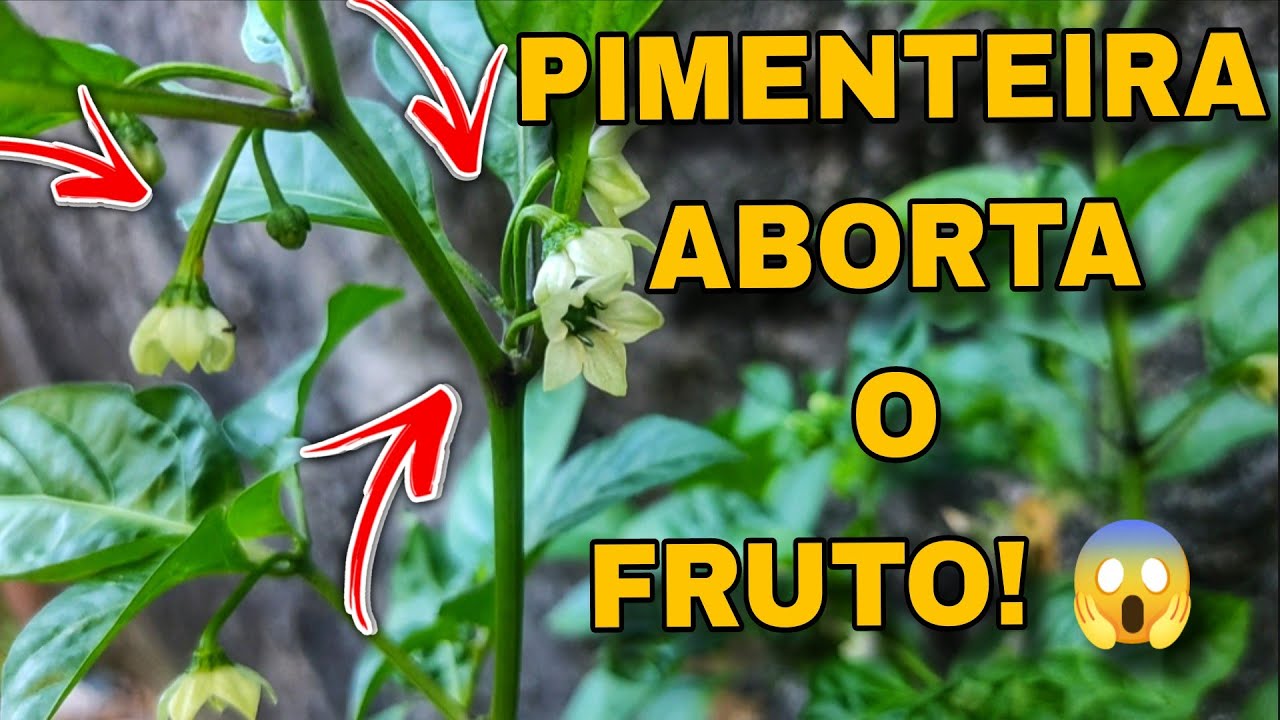 🔴 MORRIA E NÃO SABIA 😱🌶️ Não é Praga! O Verdadeiro Motivo Da Flor Da Pimenta Cair! 