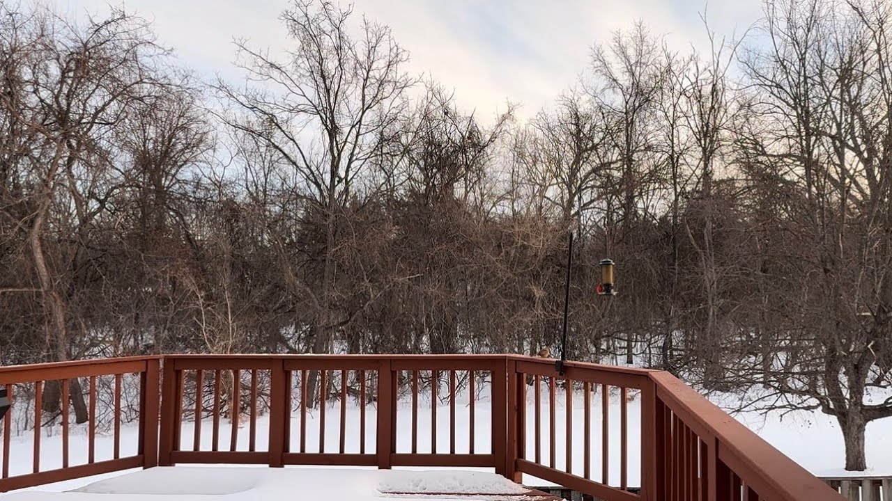 Snowy Winter Morning with Birds at Bird Feeder | Real time and Real Sound
