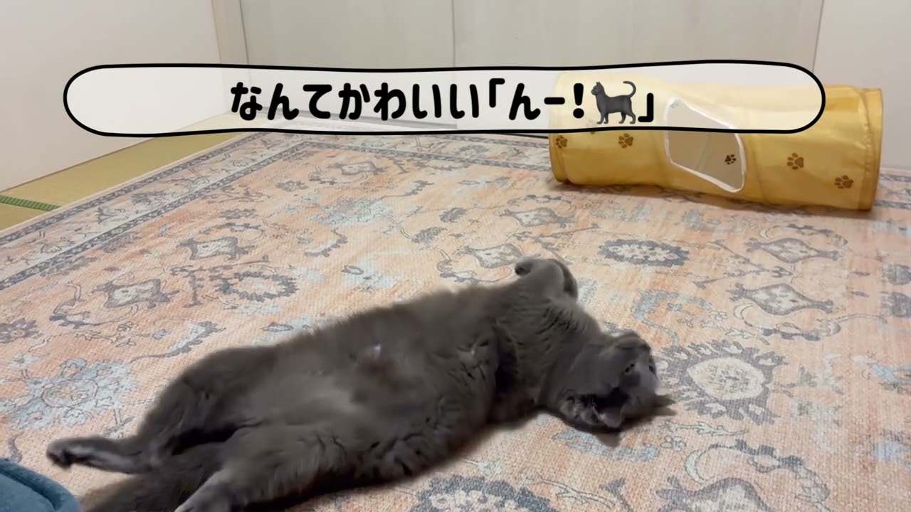 寝ながらおしゃべりしてくれる猫さん
