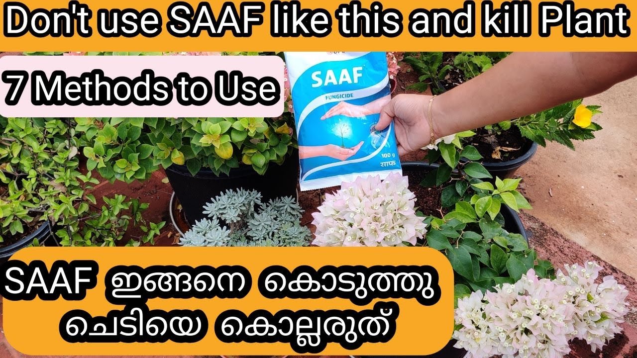 Right Method to Use SAAF Fungicide on Plants | SAAF ശരിയായ രീതിയിൽ  ചെടിയിൽഎങ്ങനെ ഉപയോഗിക്കണം