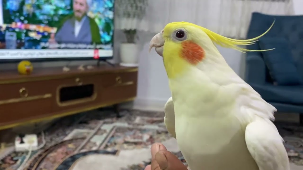عروس هلندی