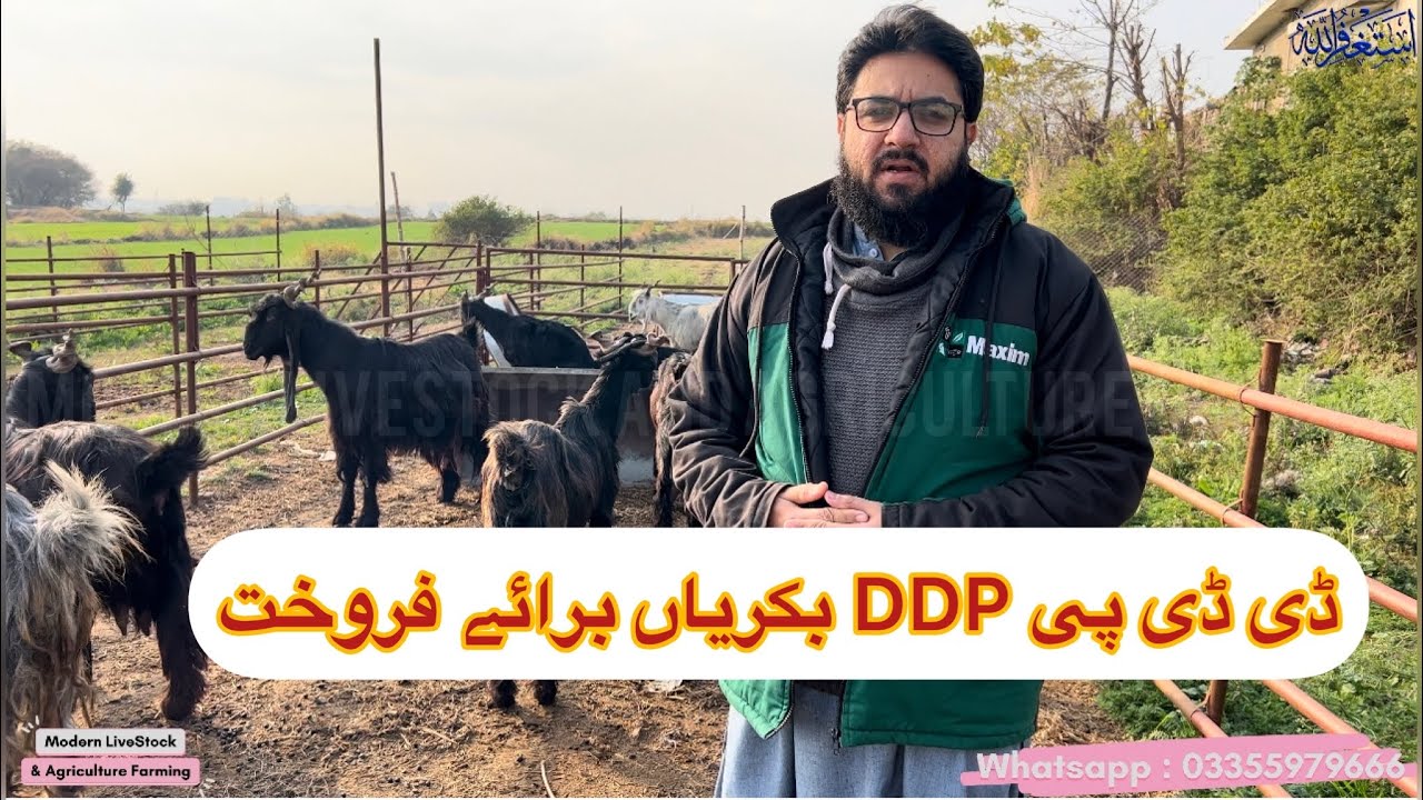 DDP Goat for Sale - Daira Din Panah Bakri for sale |  ڈی ڈی پی DDP بکریاں برائے فروخت