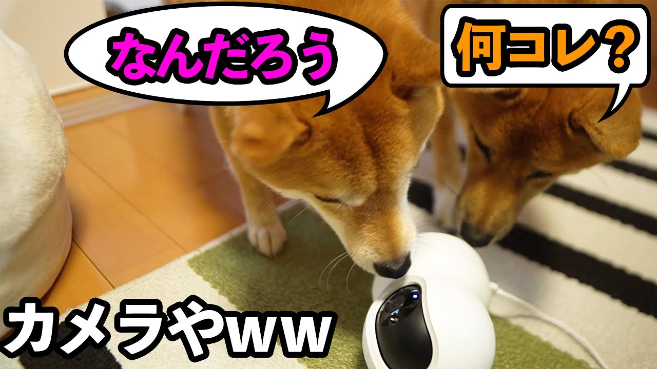 「案件」人気ドッグカメラ【Furboファーボ】にも引けを取らないペットカメラ見っけ