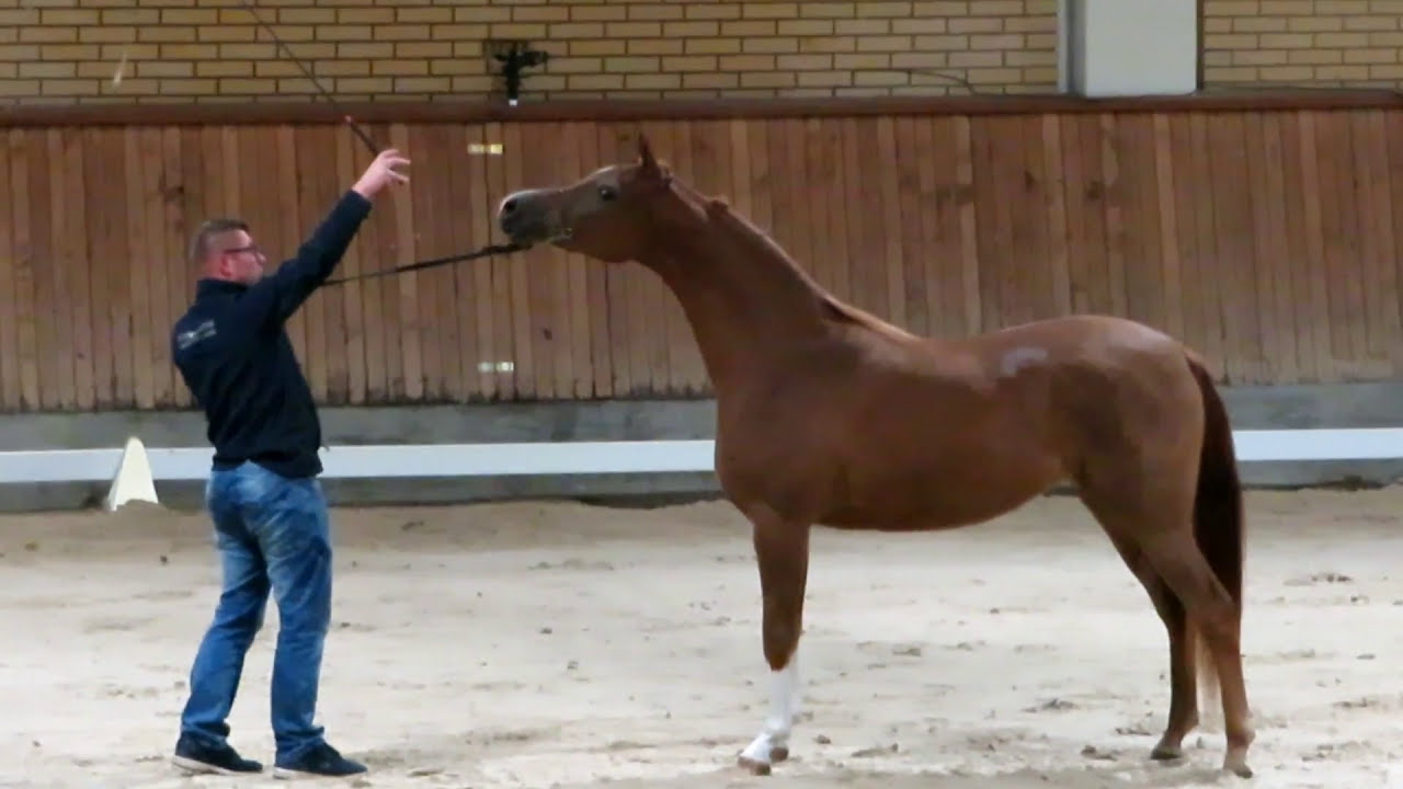 Pokaz Koni Arabskich - Arabian Horse Show - Janów Podlaski 30.09.2017