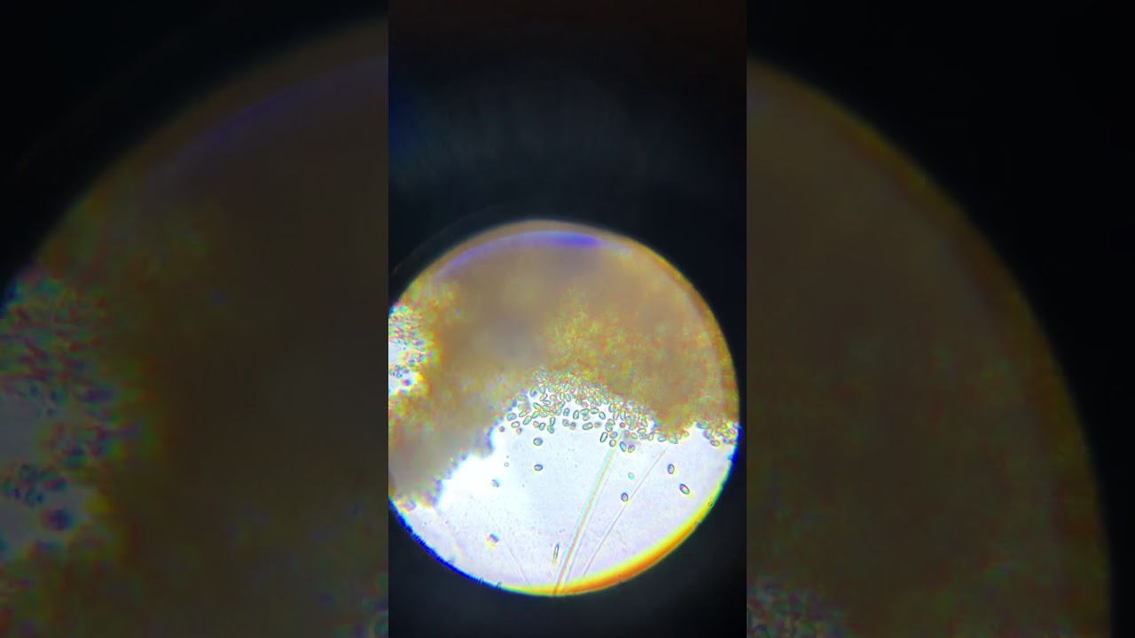 Micro ID 1200x, &ldquo;post&rdquo; Dinoflagellates