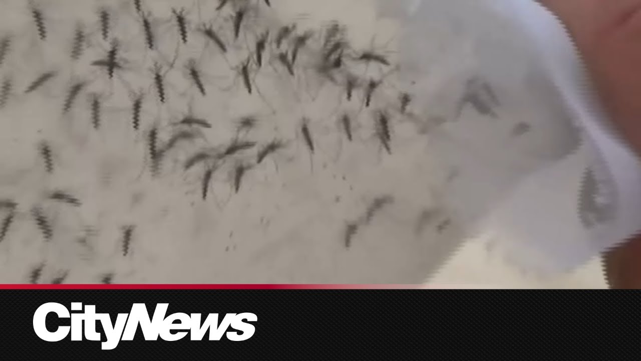 Mosquito levels rise to high as Winnipeg starts fogging
