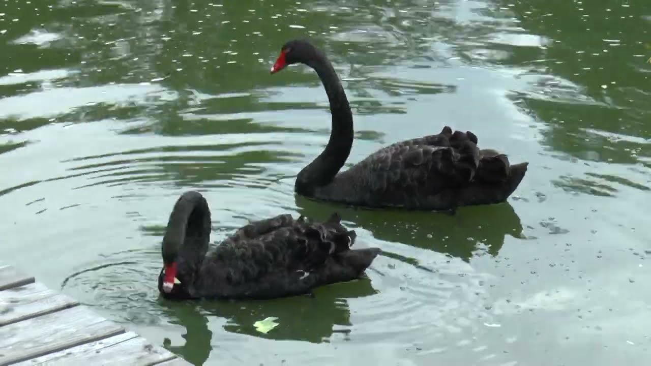 Die Trauerschwäne Albert und Victoria auf der Landesgartenschau in Bad Gandersheim