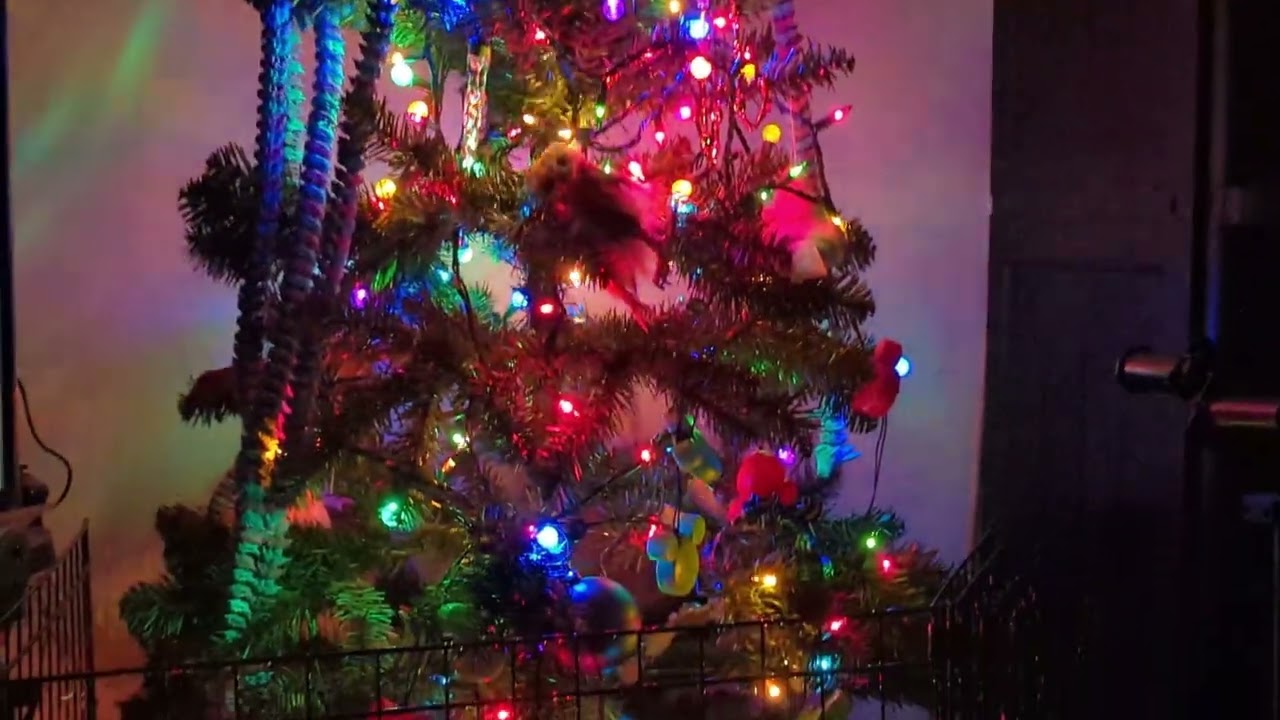 LunaV - LOTCT Official Audio : Light's on the Christmas Tree