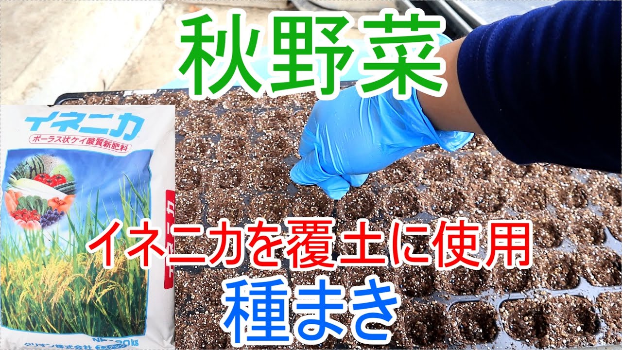 秋野菜の種まき　育苗時に気をつけていること　イネニカ覆土21/7/16