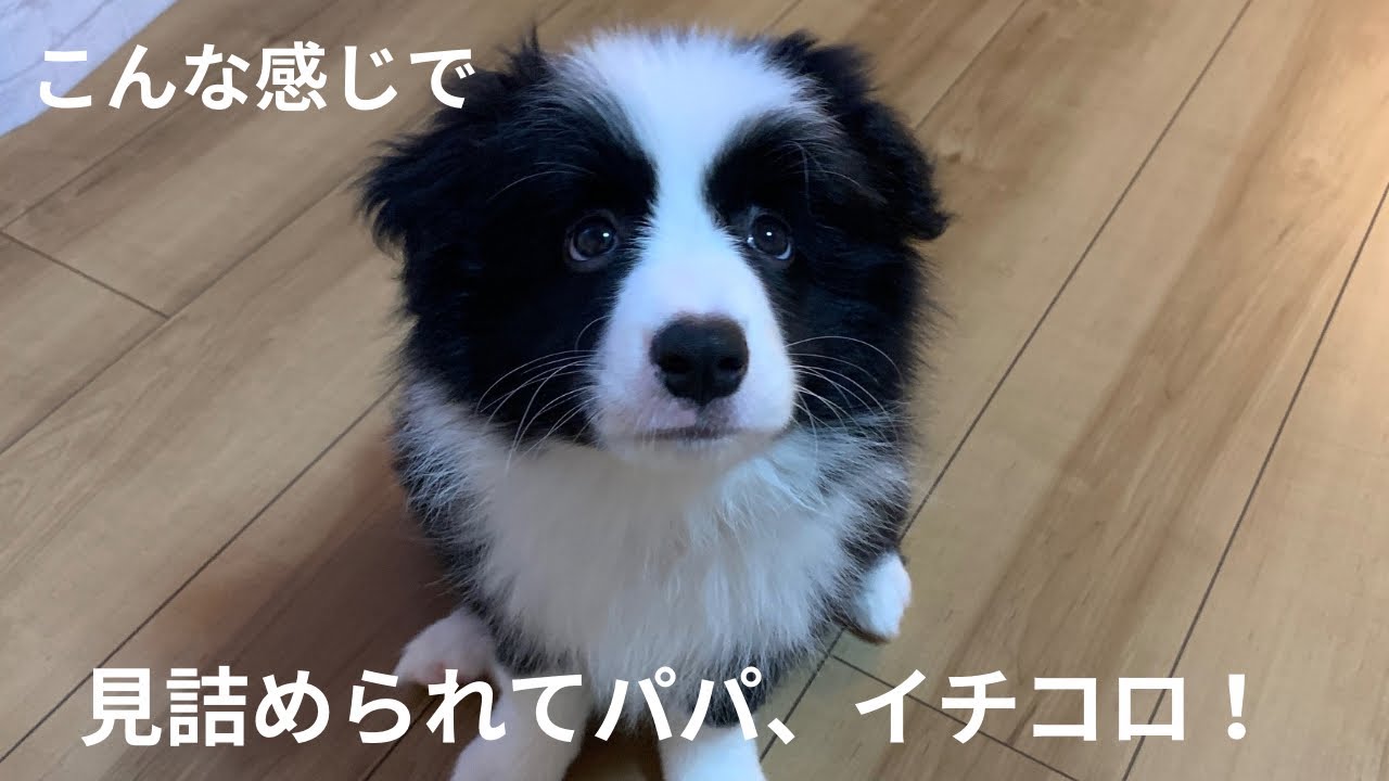 ［ボーダーコリー］我が家がピティーを迎えた時のお話しです！