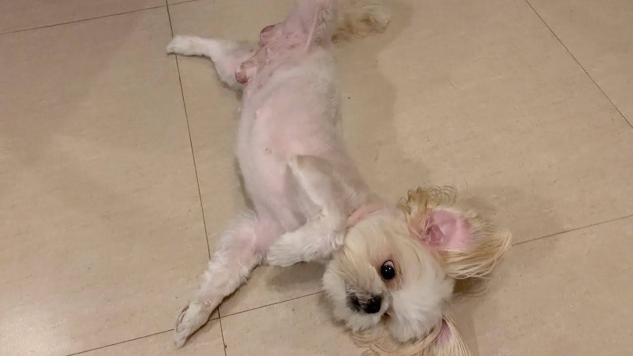 Good Bye , My Friend ! (Cute & Funny Shih tzu Dog Video)