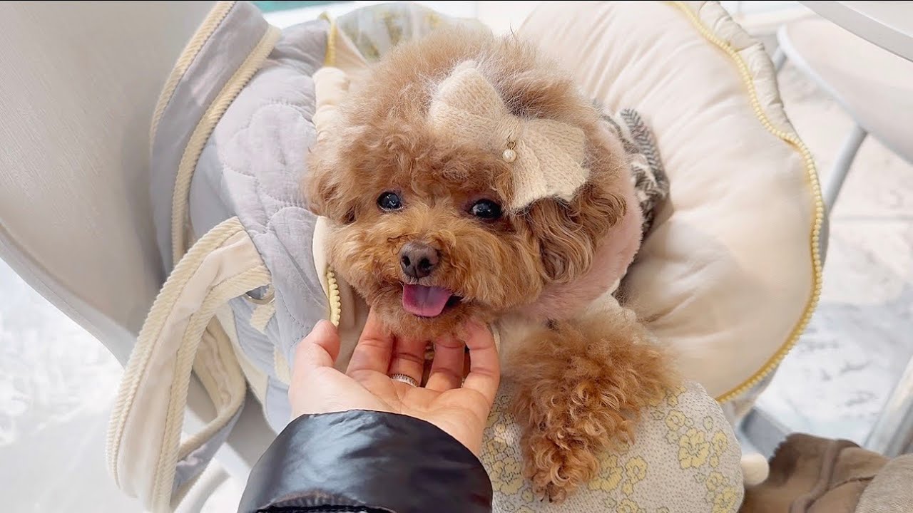 최강동안!! 여전히 아기 같은 6살 강아지 앤야🐶