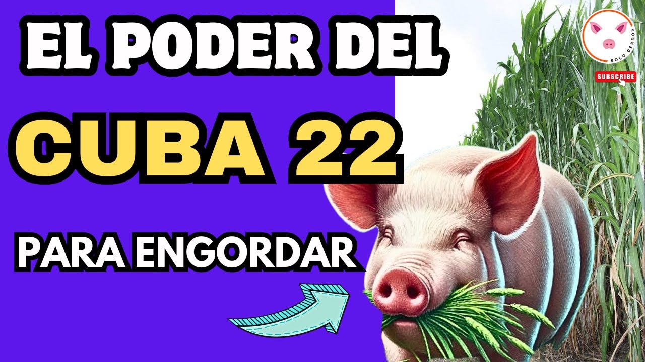 🌱 El Secreto para Engordar Cerdos: ¡Descubre el Poder del Pasto Cuba 22! 🐖
