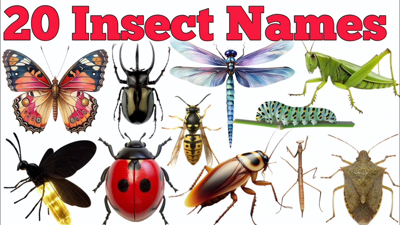 Learn 20 Insects Names In English & Hindi With Fun Facts | Fun Learning For Children 