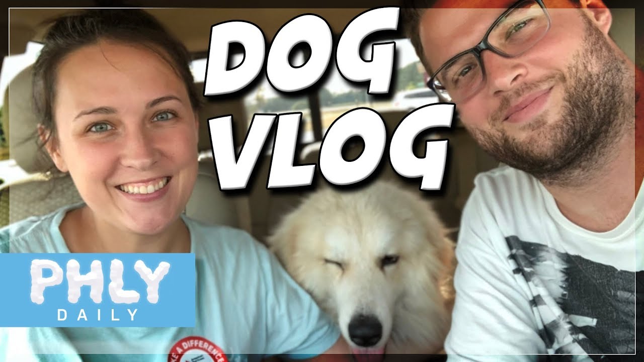 Rescuing the starving stray dog, 