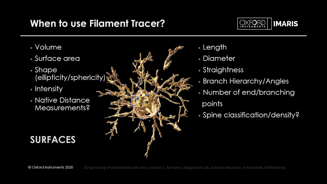 Lesson 13 - Imaris Filament Tracer - Detecting and Analysing Neuron Morphology and Blood Vessels