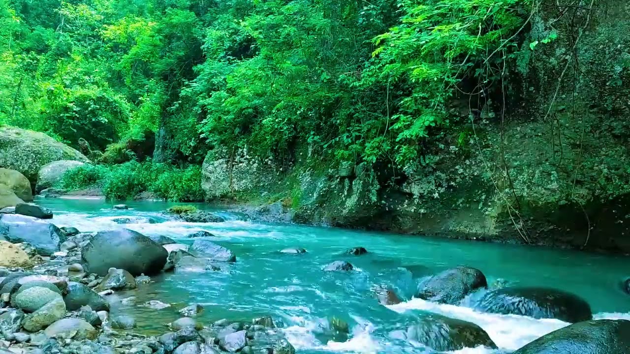 Healing Nature Ambience, Beautiful Stream Through Green Forest, and Flowing Water