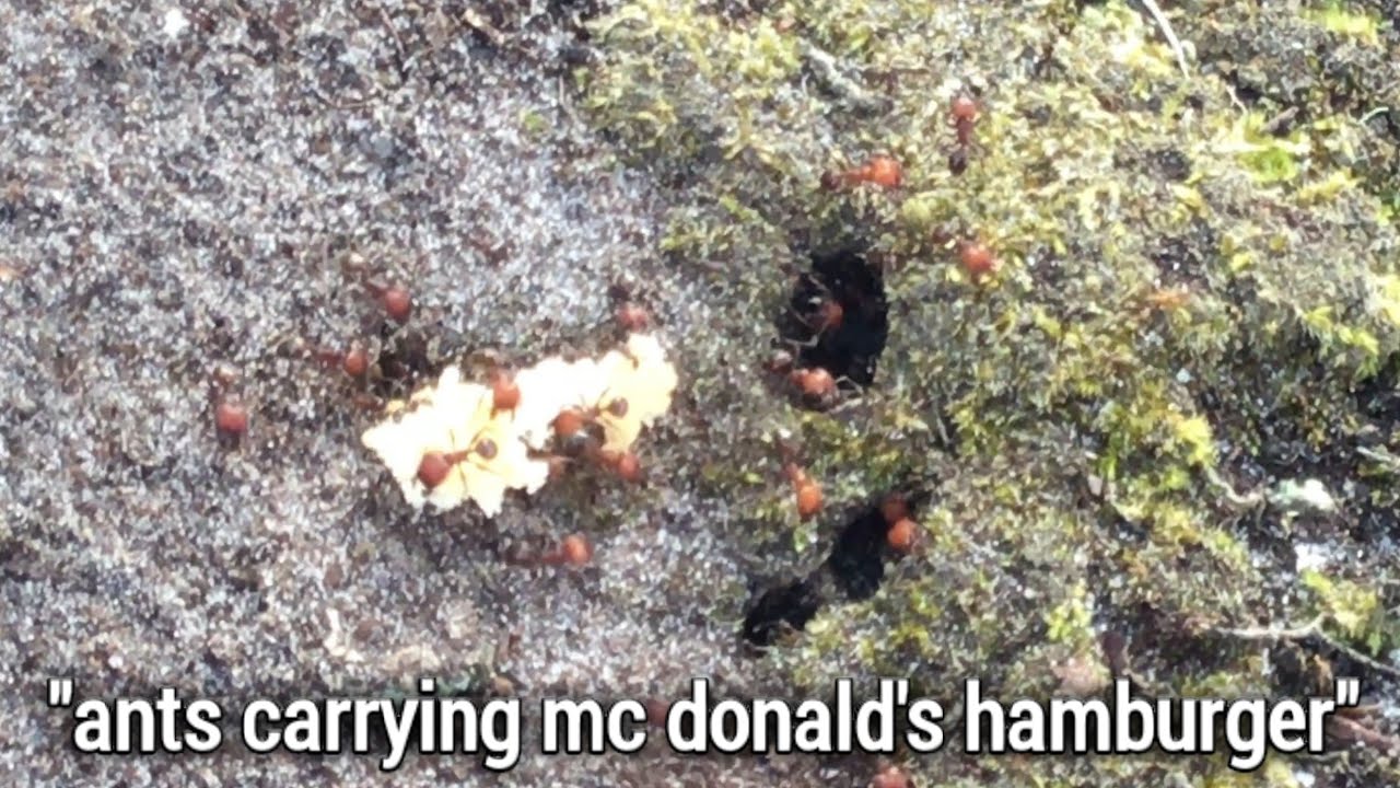 Ants Struggling to Put Food in their House Hole