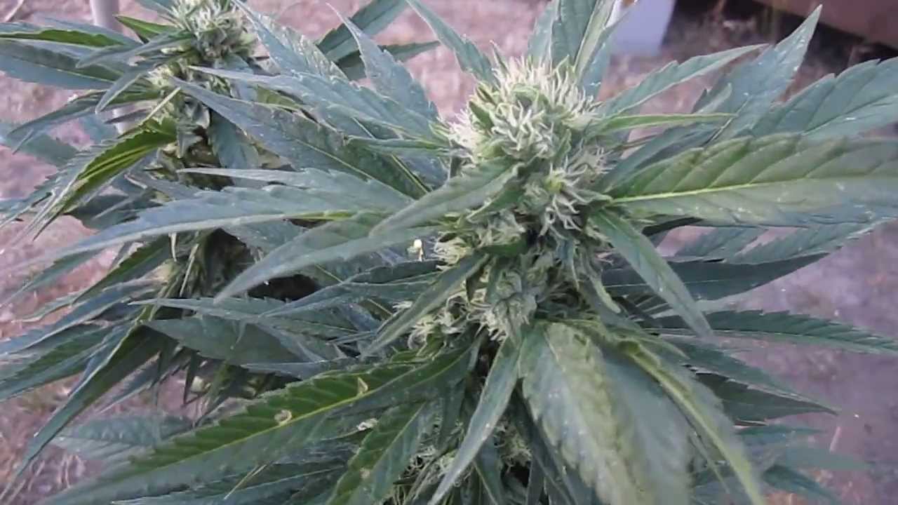 Medical Marijuana farm Northern California 2008