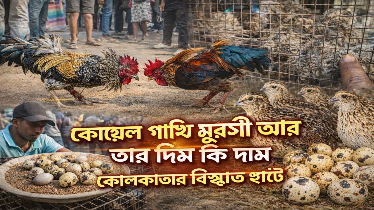 কোয়েল পাখি আর কোয়েল পাখির ডিম কি দাম আছে কলকাতার বিখ্যাত হাটে হাঁস মুরগির বাচ্চা 