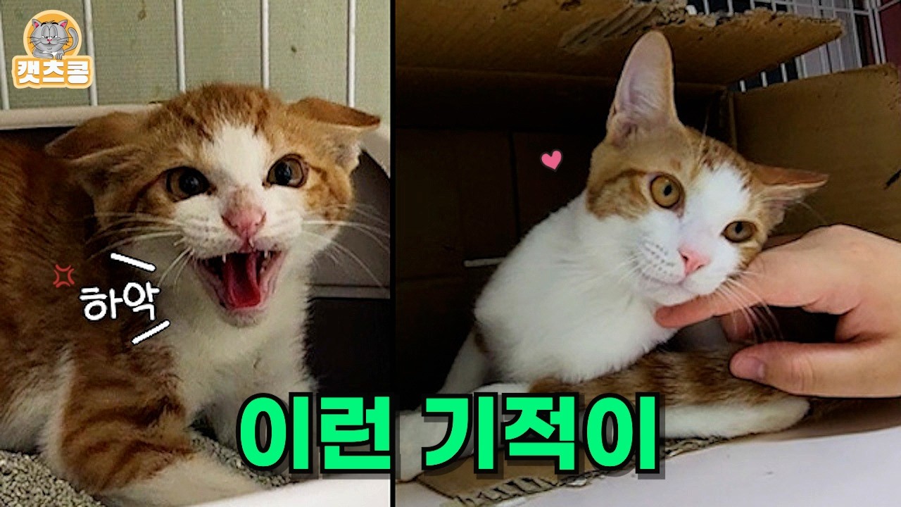 이 고양이 구조하고 솔직히 첫날부터 후회했습니다. 30일이 지나기 전까지는