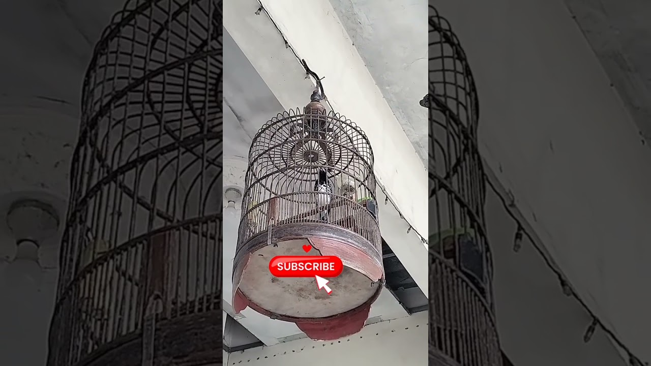 Anis kembang pastol ngeplong ngerol,cocok buat masteran,burung langsung respon.