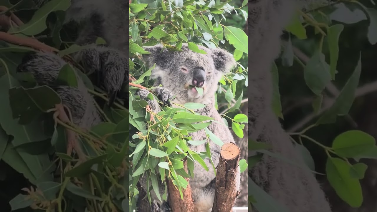 2025 Christmas Day seeing "Koala Awake & Eating" at Sydney Taronga Zoo
