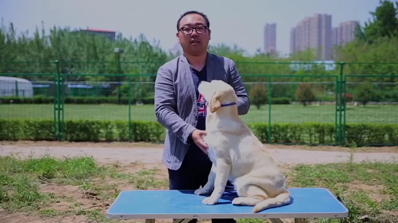 纯种拉布拉多挑选-----教你挑选一只纯种健康的拉布拉多