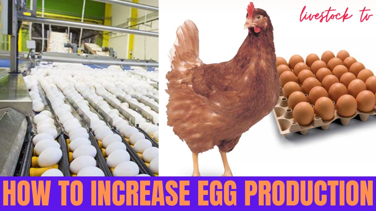 How To Increase Egg Production in Chickens, Poultry, Layers,