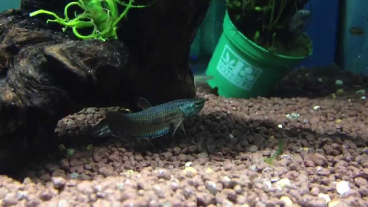 Betta picta.MOV