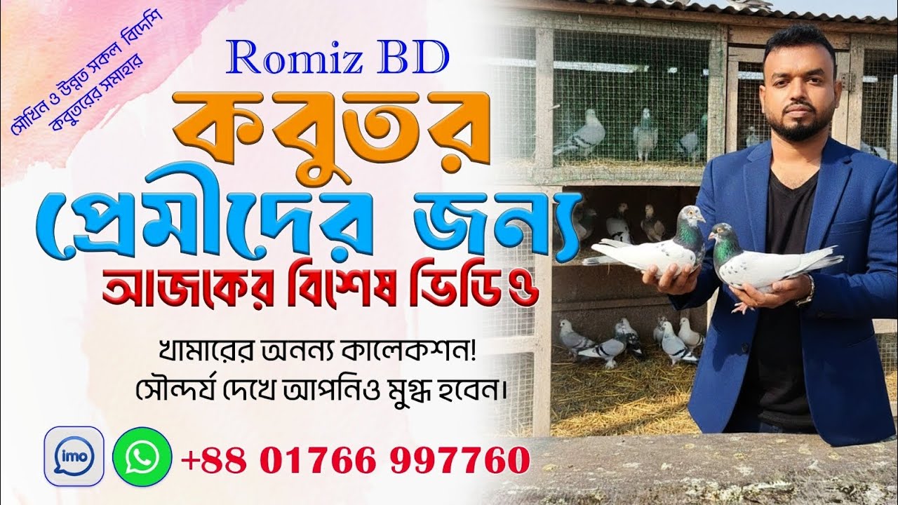 অসাধারণ কিছু কবুতর আপনি দেখেঔ মুগ্ধ হবেন #teddykabotar #128  #pigeon #kabutar  #কবুতর #kabootar