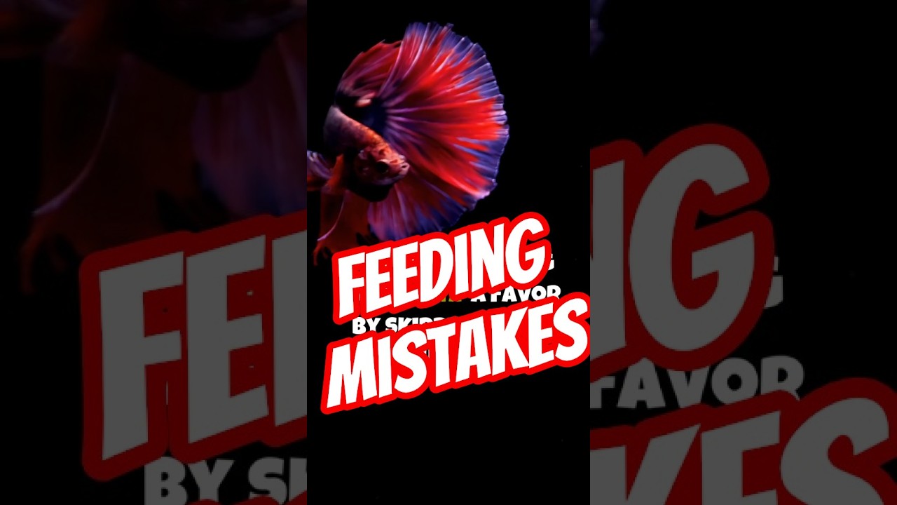 You're Feeding Your Betta Wrong!😱